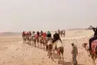 Camels — Sunset Ride Hurghada